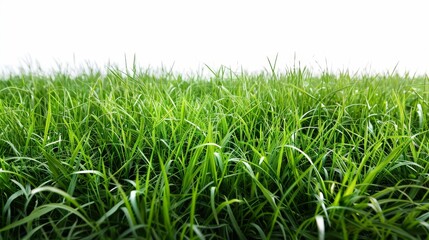 Fototapeta premium Expansive green field, isolated on white, with soft rolling hills. A serene and peaceful landscape