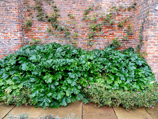 Green leaves of an Acanthus mollis bears breeches plant