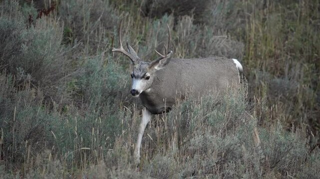 Mule deer buck walking through the brush in Yellowstone at dusk.