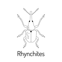 Rhynchites. Insects. Fauna coloring page. Graphic sketch of an isolated beetle with title. Vector illustration.