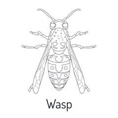 Wasp. Insects. Fauna coloring page. Graphic sketch of an isolated beetle with title. Vector illustration.