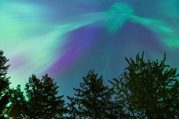 Colourful Aurora Borealis, Northern Lights with tree silhouettes on May 10th 2024 in the Comox Valley, British Columbia, Canada