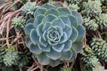 cactus in the garden