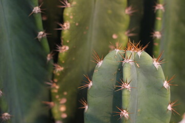Cactus