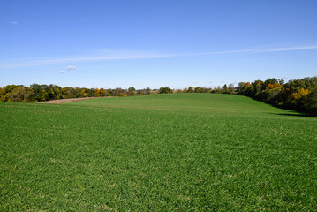Winter cover crop growing in a field of harvested corn. Cover crops are planted to cover the soil to manage soil erosion, soil fertility, soil quality, water, weeds, pests, diseases, biodiversity and 