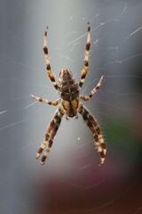 Orb-Weaver Spider in Web Close-Up