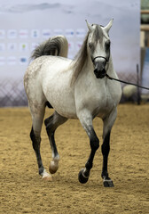 Obraz premium Pure Arabian Horse Festival 27-10-2023 Doha Qatar