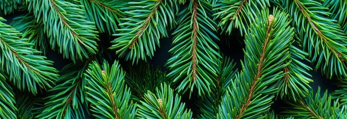 Fototapeta premium An overview of Christmas tree branches with the concept of a new year, Christmas, and nature. Banner. Flat lay, top view