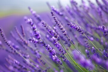 A field of blooming lavender under a clear blue sky with soft clouds in the distance during the warm afternoon hours of summer