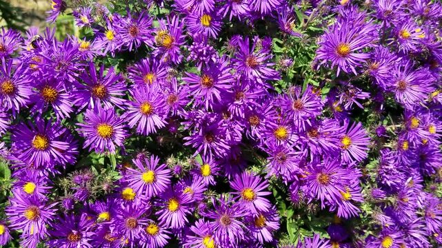 Bees Pollinating Purple Flowers