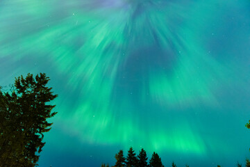 Colourful Aurora Borealis, Northern Lights with tree silhouettes on May 10th 2024 in the Comox...
