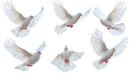 White Doves Gracefully Fly Against a White Backdrop Generative AI