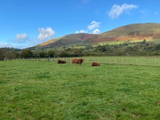 cows in a pasture