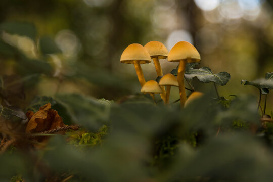 Aufnahme einer Gruppe von Pilzen im wald freigestellt, zur Herbstzeit.
