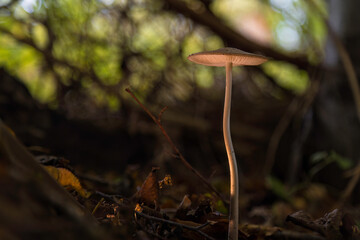 Aufnahme eines Pilzes  freistehend im Wald zur Herbstzeit.