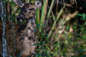 White tailed deer in a forest 