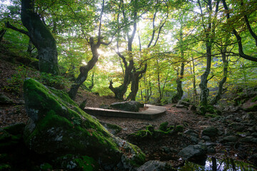 Fototapete bei efototapeten.de bestellen   