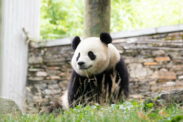 Cute Fluffy Playful Panda, Bao Li , Wolong Panda Base, China