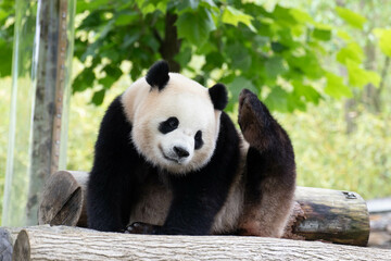 Cute Fluffy Playful Panda, Bao Li , Wolong Panda Base, China