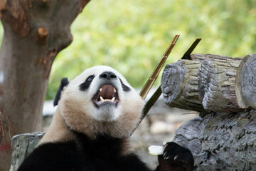 Cute Fluffy Playful Panda, Bao Li , Wolong Panda Base, China