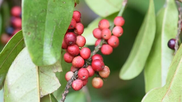Antidesma puncticulatum Miq.,fruits on natural background.