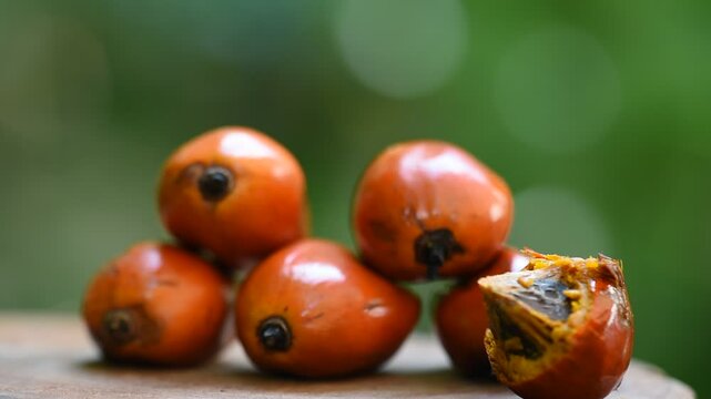 Palm, Oil palm, African oil palm or Macaw-fat fruits on natural background.