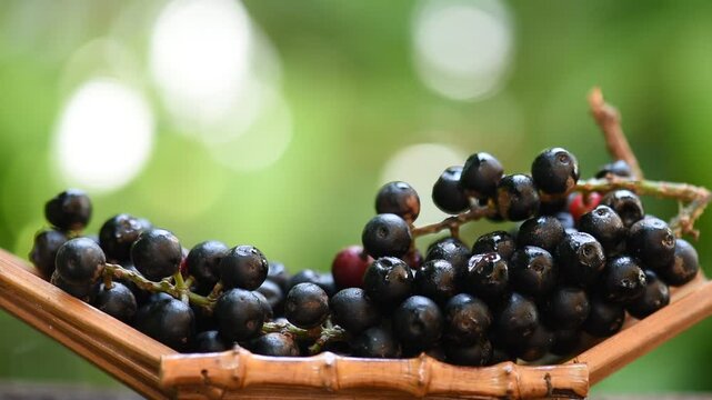 Antidesma puncticulatum Miq.,fruits on natural background.