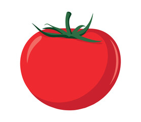 Fresh tomato vegetable vector illustration. Flat style