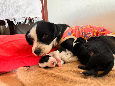 Cadela com sua ninhada
