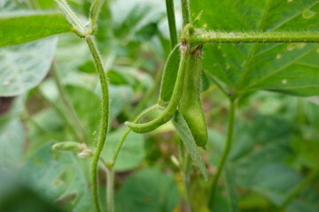 close-up of edamame bean pods. soybean crop next to flowers, fruit and leaves in vegetable garden