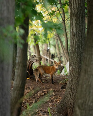 A beautiful, full coated red fox is seen through the trees in a New Jersey forest