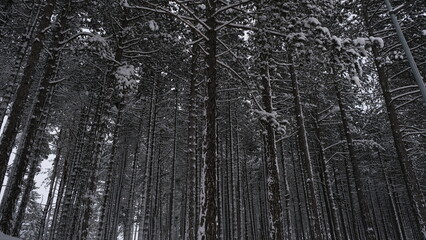 A pine forest under snow in the autumn season