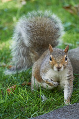 Close-up of a squirrel on grass