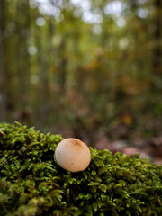 Mushroom in a chestnut forest.