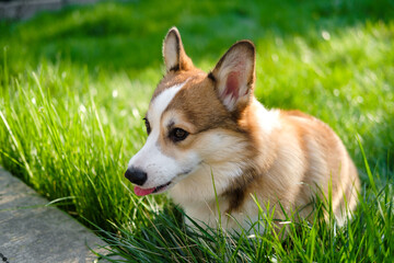 Red and white Pembroke Welsh Corgi sits on a green lawn, looks away and shows the tip of his tongue. Funny dog ​​face. Corgi puppy. Walking with a pet. Pedigree dog