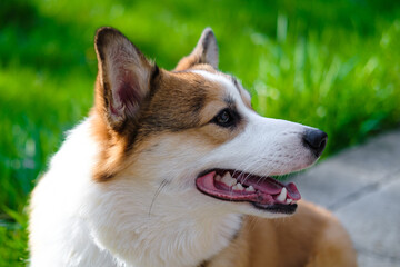 Red and white Welsh Corgi Pembroke sits against green grass in the park, looks away and smiles with his mouth open. Corgi puppy. Walking with a pet. Pedigree dog