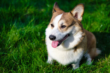 Red and white Pembroke Welsh Corgi sits on a green lawn, looks away, opens his mouth and sticks out his tongue. Funny dog ​​face. Corgi puppy. Walking with a pet. Pedigree dog