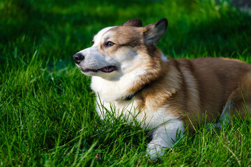 Red and white Pembroke Welsh Corgi lying on a green lawn, looking away, scared and pressing his ears. Funny dog ​​face. Corgi puppy. Walking with a pet. Pedigree dog