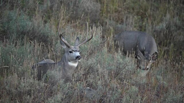 Two mule deer bucks on hillside in the brush in Yellowstone at dusk.
