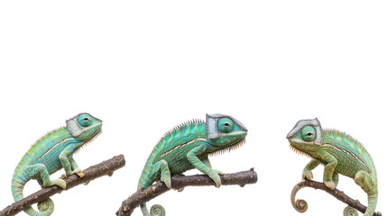 Fototapeta premium Three Chameleons Perched on Branches in a Natural Setting Generative AI