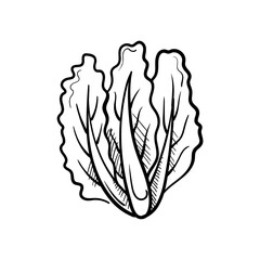 Lettuce Hand-Drawn Food Vector Icon