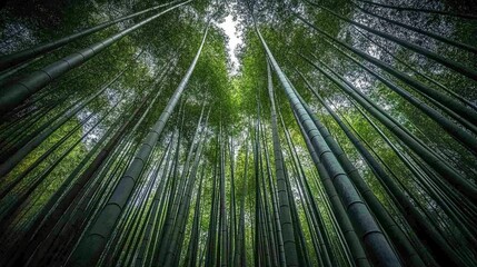 Looking up at a dense forest of tall bamboo stalks reaching towards the sky.
