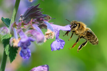 Honigbiene am Salbei
