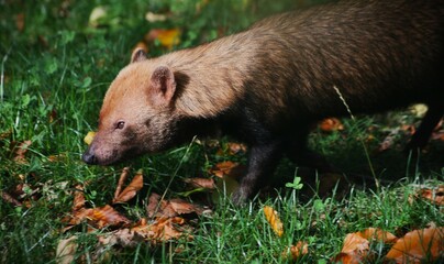 This photograph was taken on 5th October 2024 at Dudley zoo and castle, England. This is what a bush dog looks like up close and personal. Bush dogs are so much smaller than you think.
