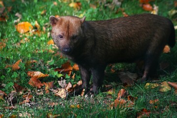 This photograph was taken on 5th October 2024 at Dudley zoo and castle, England. This is what a bush dog looks like up close and personal. Bush dogs are so much smaller than you think.