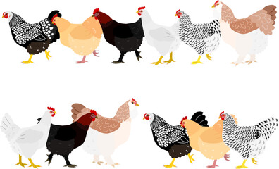 chicken group and row