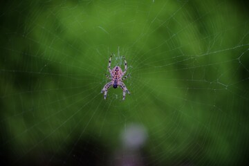 This photograph was taken on 2nd October 2024 on the street in north Yorkshire, England. This spider was chilling in the centre of its web between two lampposts.