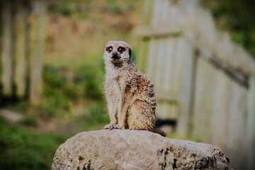 This photograph was taken on 5th October 2024 at Dudley zoo and castle, England. This meerkat was perfectly placed on the top of stacked stones looking out for predators to protect its family. 