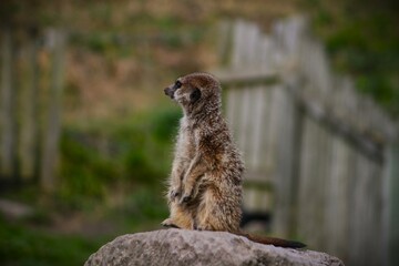 This photograph was taken on 5th October 2024 at Dudley zoo and castle, England. This meerkat was perfectly placed on the top of stacked stones looking out for predators to protect its family. 