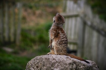 This photograph was taken on 5th October 2024 at Dudley zoo and castle, England. This meerkat was perfectly placed on the top of stacked stones looking out for predators to protect its family. 